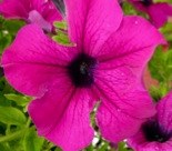 petunia-1